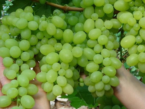 Azərbaycan, Gürcüstan və Ermənistan nə qədər üzüm İSTEHSAL EDİB?