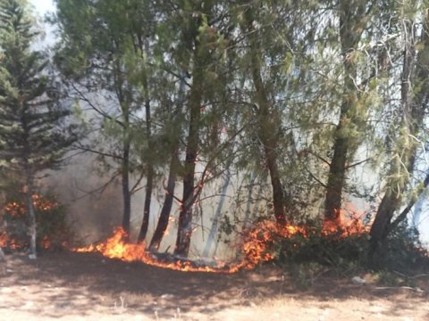 Adanada meşə yanğını - Təyyarə və helikopter cəlb olundu