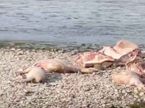 Afrika taununa yoluxmuş donuz cəmdəkləri AŞKARLANDI