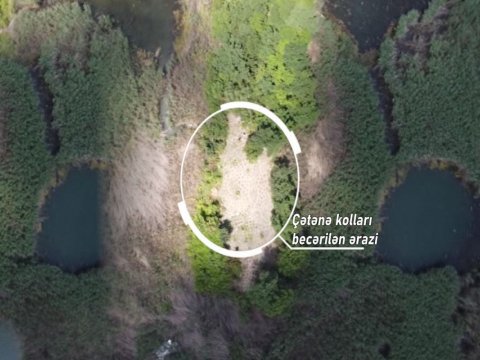 Göldə çətənə kolu yetişdirən şəxs saxlanıldı - FOTO