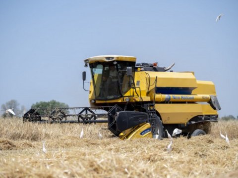 Taxıl sahələrinin 15 %-də biçin başa çatıb - Nazirlik