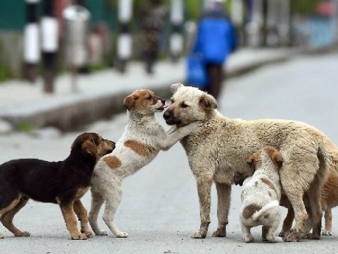 Küçədən it sahiblənənlərə PUL ÖDƏNİLƏCƏK