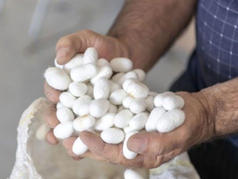 Tədarük məntəqələrinə 190 ton yaş barama təhvil verilib