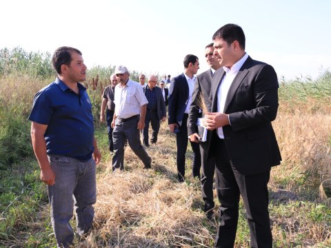 Neftçalanın icra başçısı taxıl biçini ilə tanış oldu - FOTOLAR