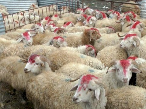 Bayramda Baytarlıq Xidmətləri Mərkəzi gücləndirilmiş iş rejimində çalışacaq - FOTO