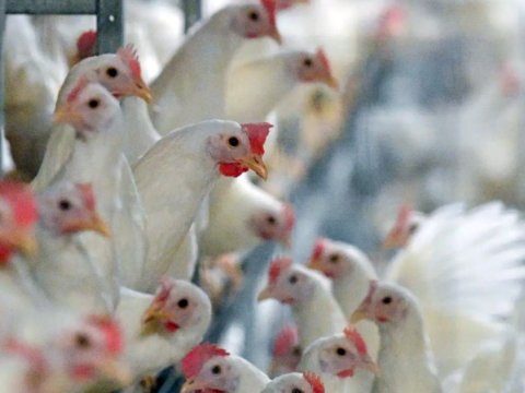 Daha bir ölkə quş qripinə qarşı vaksin alır