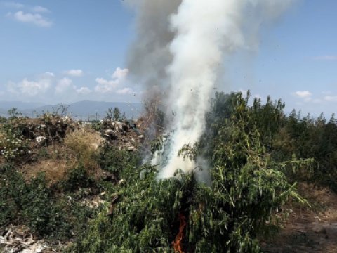 3 ton çətənə məhv edildi 