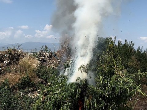 Samuxda 3 tondan çox çətənə məhv edildi