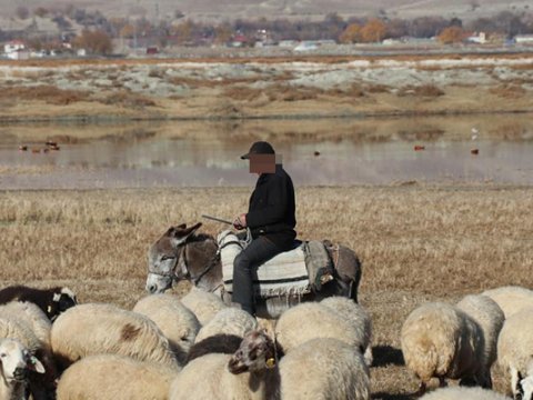Zərdabda bədbəxt hadisə: Çoban öldü