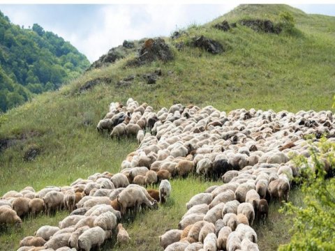 Kəlbəcərdə yaylaqları zəbt edən şəxsin qanunsuz əməllərinin qarşısı alındı