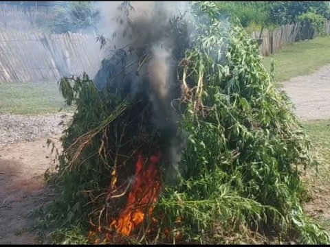 Ağsuda 1,4 ton çətənə kolu yandırıldı