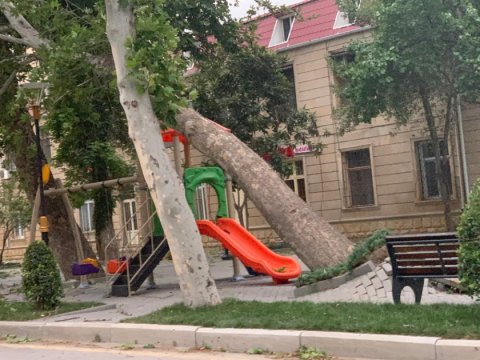 Qərb bölgəsində güclü külək: Ağaclar insanların üzərinə aşdı