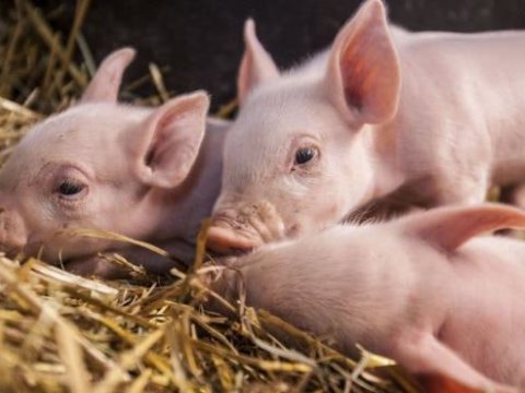 Rusiya Gürcüstana diri donuz satan yeganə ölkə olub - 10 milyon dollar