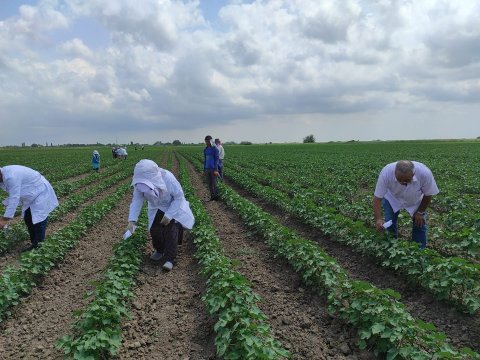 Pambıq sovkasına qarşı bioloji mübarizə tədbirlərinə başlanılıb