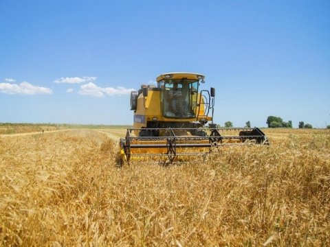 Goranboyda taxıl biçini davam edir