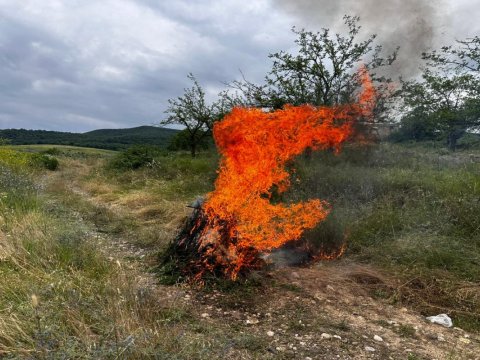 Qırmızı Bazar qəsəbəsində 1 tondan çox çətənə bitkisi yandırıldı