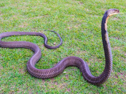 Şəkidə 65 yaşlı kişini ilan sancdı