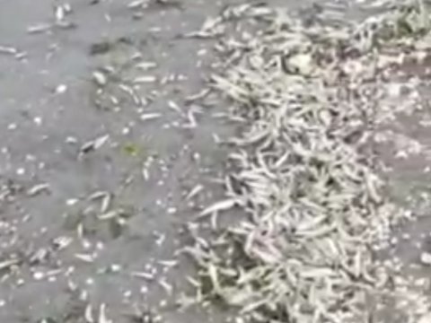 Xəzər sahilində kütləvi ölü balıqlar aşkarlandı - VİDEO