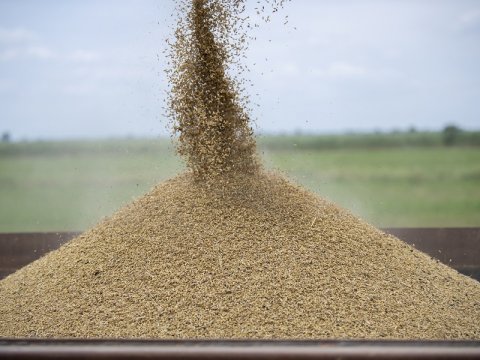 Taxıl zəmilərinin 73 faizində biçin başa çatıb - FOTOLAR