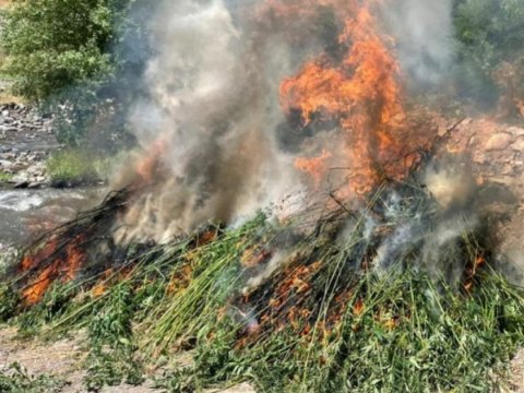 Naxçıvanda 40 ton çətənə bitkisi YANDIRILDI
