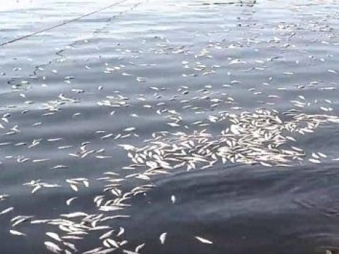 Xəzərdə balıqların kütləvi tələf olma səbəbi açıqlandı