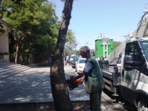 Bakı qurumuş və qəzalı ağaclardan təmizlənir - FOTO