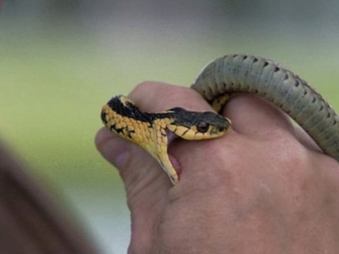 Azərbaycanda 36 nəfəri ilan sancıb