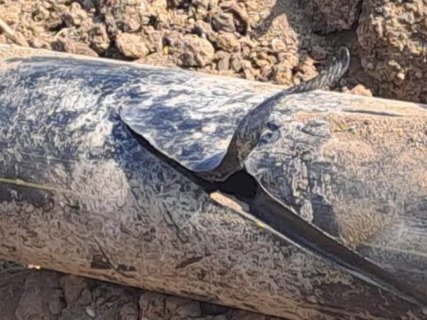 Cəlilabadda kəmər&nbsp;zədələndi -&nbsp;2300 abonentin qazı kəsildi