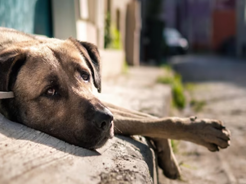 İti öldürən şəxs cəzalandırıldı&nbsp;