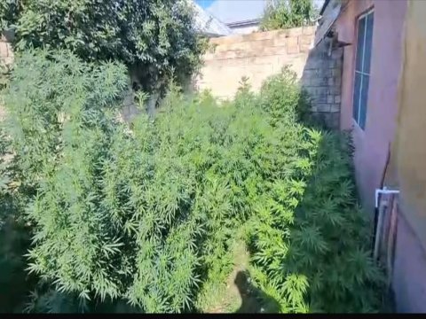 Çətənə kolları becərən iki ailənin üzvləri saxlanıldı - FOTO