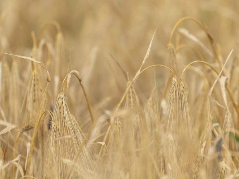 Azərbaycandakı taxıl sahələrinin 90 %-də biçin yekunlaşıb