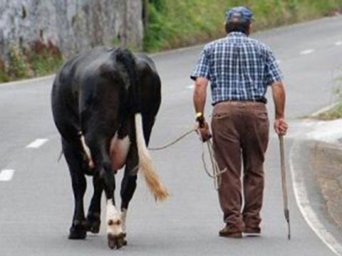 76 yaşlı kişini inək vuraraq öldürüb