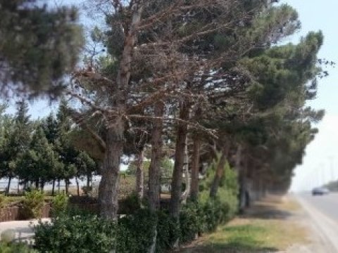 Abşeronda qurumuş ağaclar yol kənarlarından götürüləcək -&nbsp;FOTOLAR