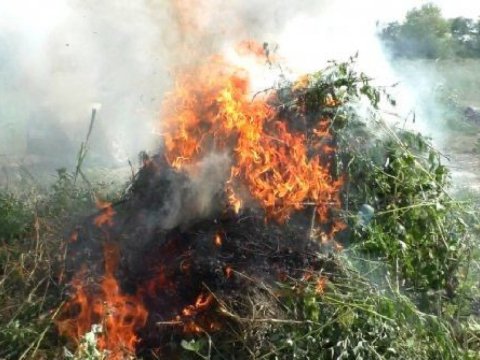 Qusarda narkotik bitkiləri məhv edilib