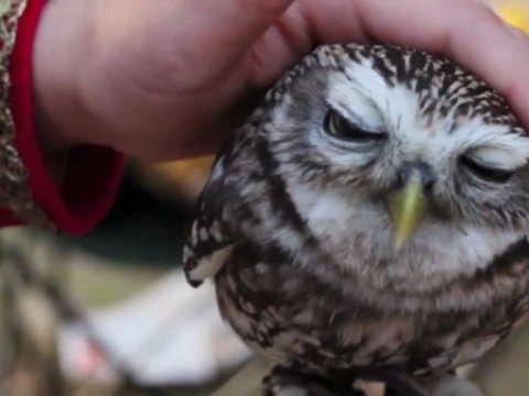 Döyüş bölgəsindən çıxarılan 2 bayquş Kiyev zooparkına yerləşdirilib