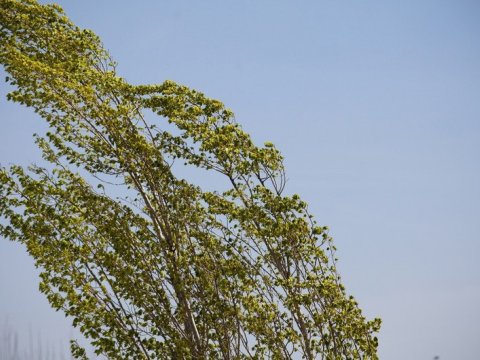 Paytaxtda yaşayanlara narıncı XƏBƏRDARLIQ