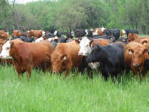 Azərbaycanda heyvanların sayı niyə azalır? - Ekspert səbəbini AÇIQLADI