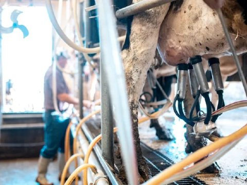 Ferma haker hücumuna məruz qaldı, inəklər öldü