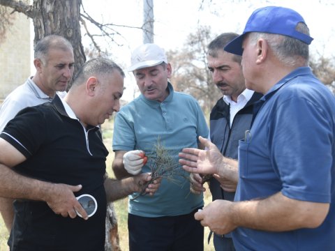 1000-dən artıq Eldar şamı niyə quruyub?