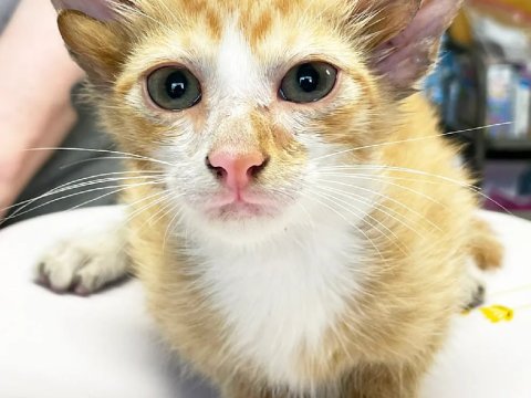 ABŞ-da 4 qulağı olan pişik DOĞULUB