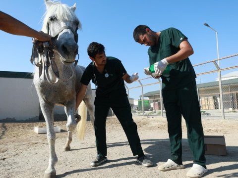 Leyla Əliyevanın tapşırığı ilə baxımsız qalmış fayton atı reabilitasiyaya cəlb olundu