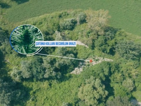 Çətənə əkən qohumlar tutuldu - FOTO