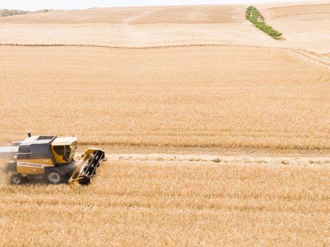 Hansı rayonda daha çox taxıl biçilib? - Rəsmi CAVAB