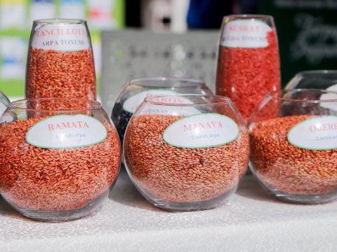 Şəki və Oğuzda Aqrobiznes Festivalı keçirilib - FOTOLAR