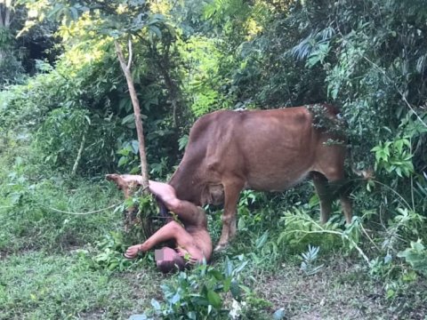 İnəklə cinsi əlaqəyə girmək istəyən&nbsp;rusiyalı gənc saxlanıldı - FOTO