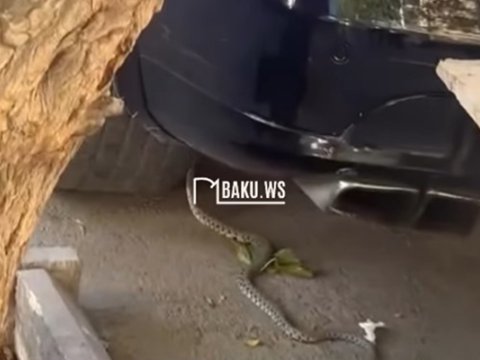 &ldquo;28 May&rdquo;da ilanlar peyda oldu,&nbsp;Zoologiya İnstitutu&nbsp;&ldquo;normal haldır&rdquo; deyir - VİDEO