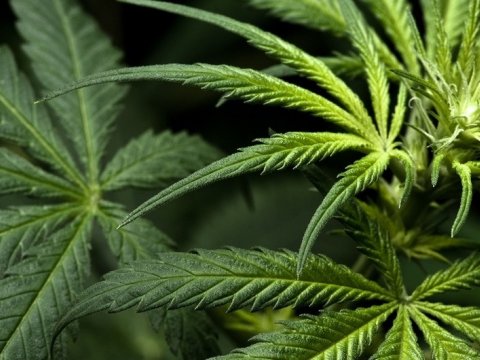 Siyəzəndə əməliyyat - Çətənə kolları aşkarlandı