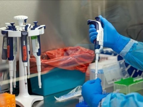 Meymunçiçəyinə qarşı mübarizə 135 milyon dollar tələb edir