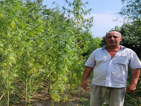 Həyətindən çətənə kolları və 10 kq-dan artıq narkotik aşkarlandı