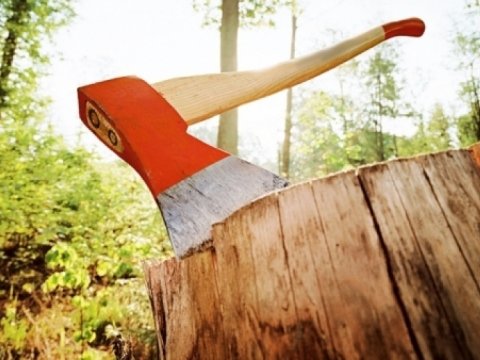 Ağac kəsmə faktlarına görə&nbsp;850 min manat ziyan ödətdirilib